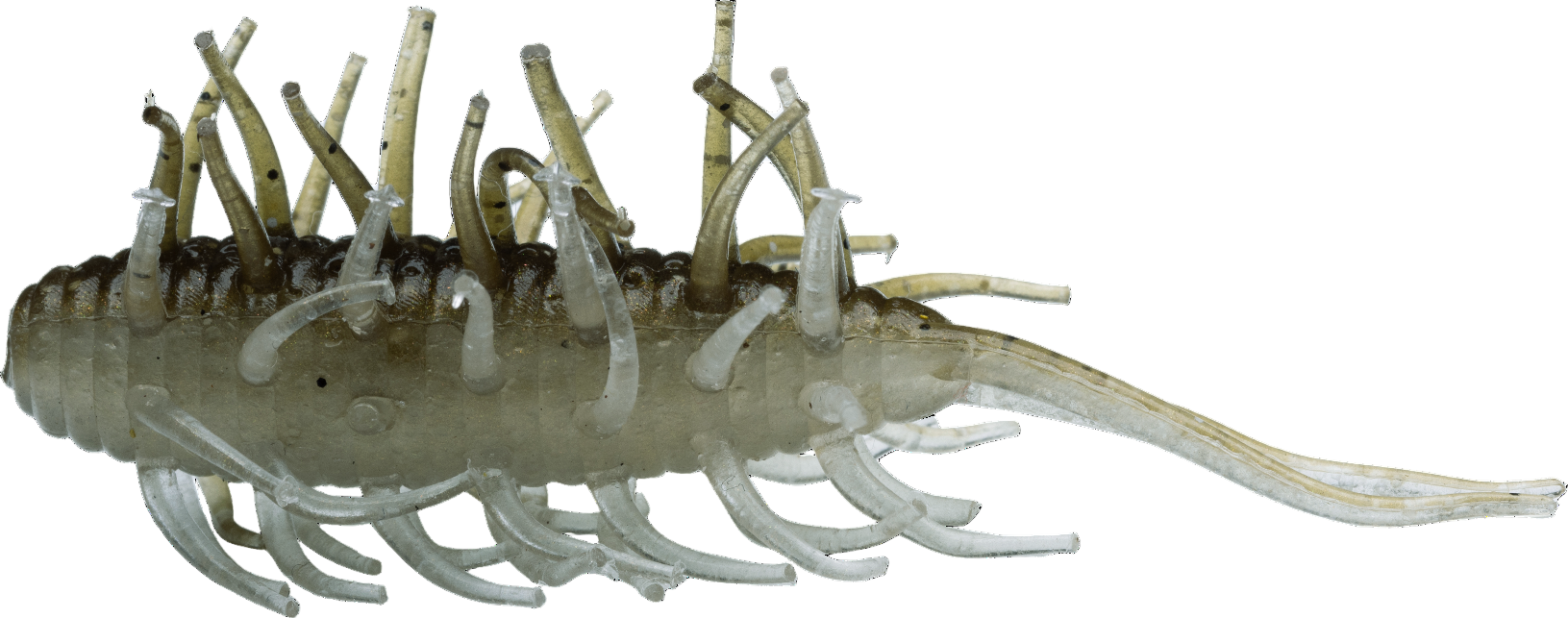 Crevettes Hideup Coike