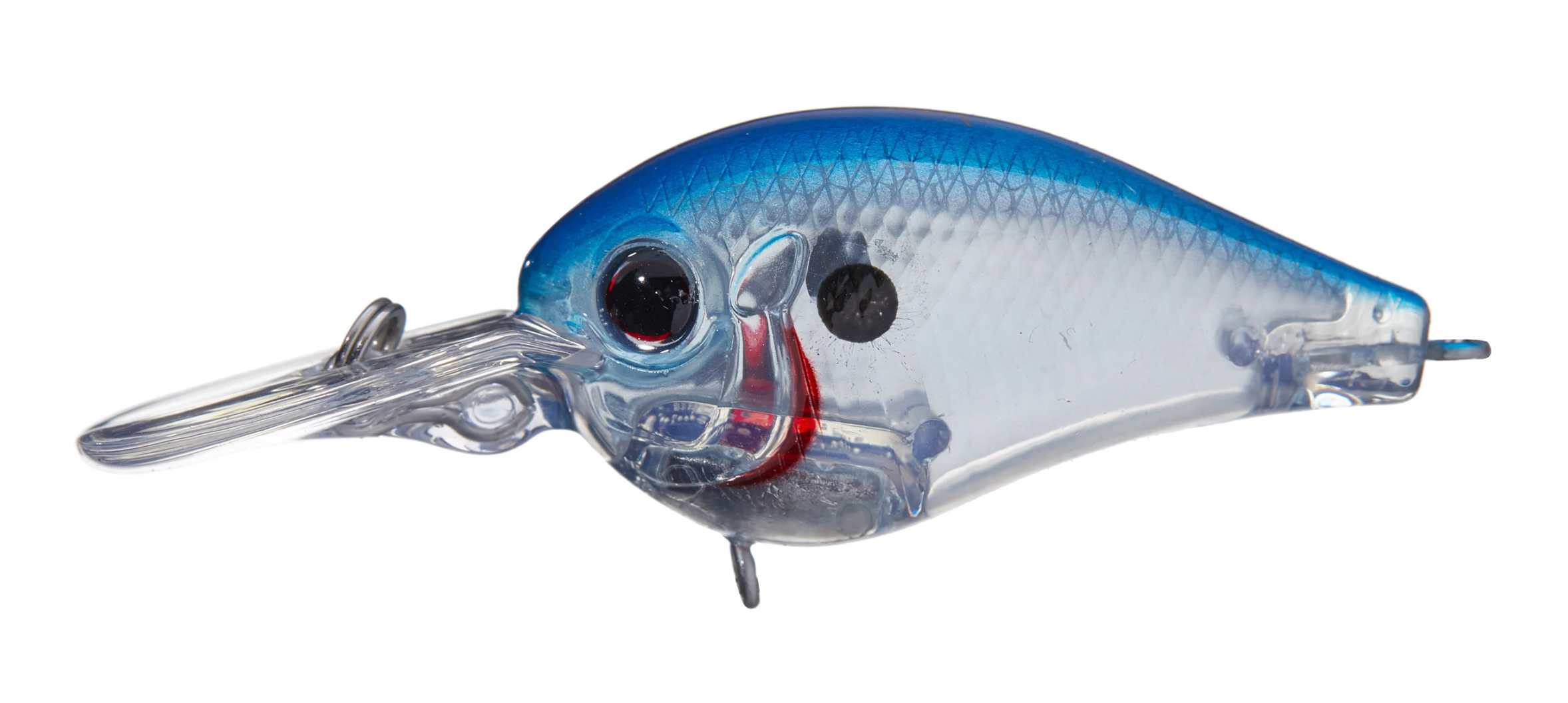 Blue Back Flash