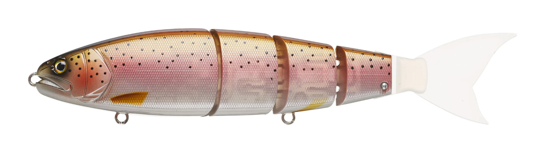 Rainbow Trout #02
