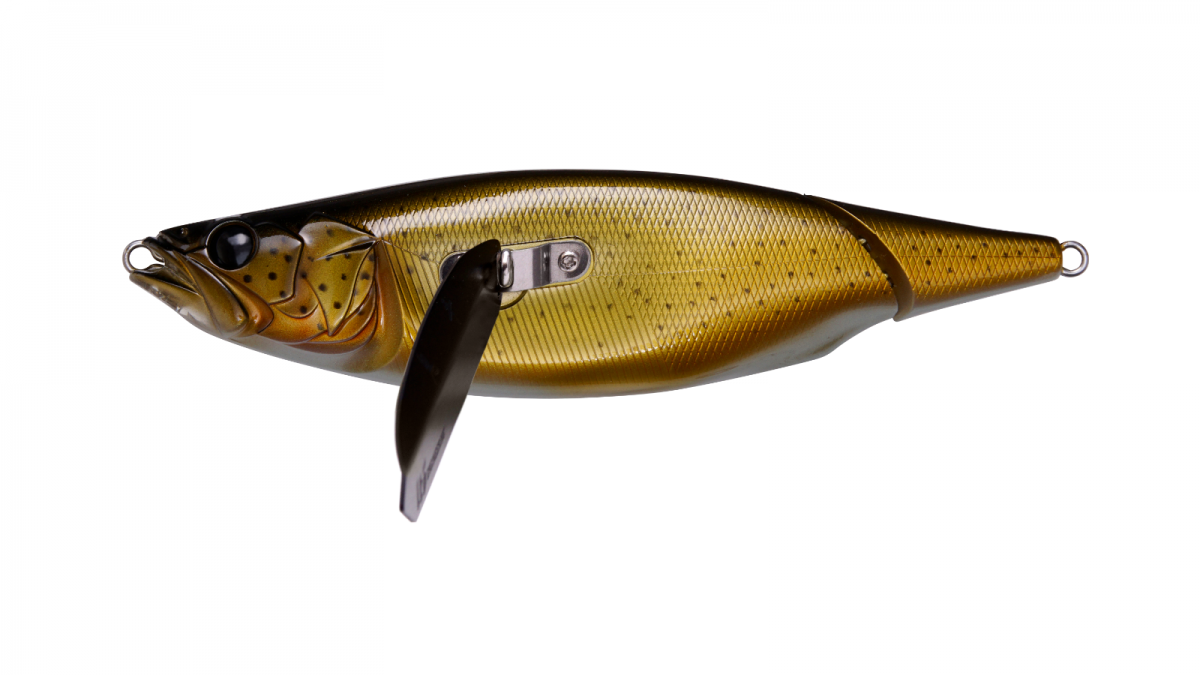 Murray Cod