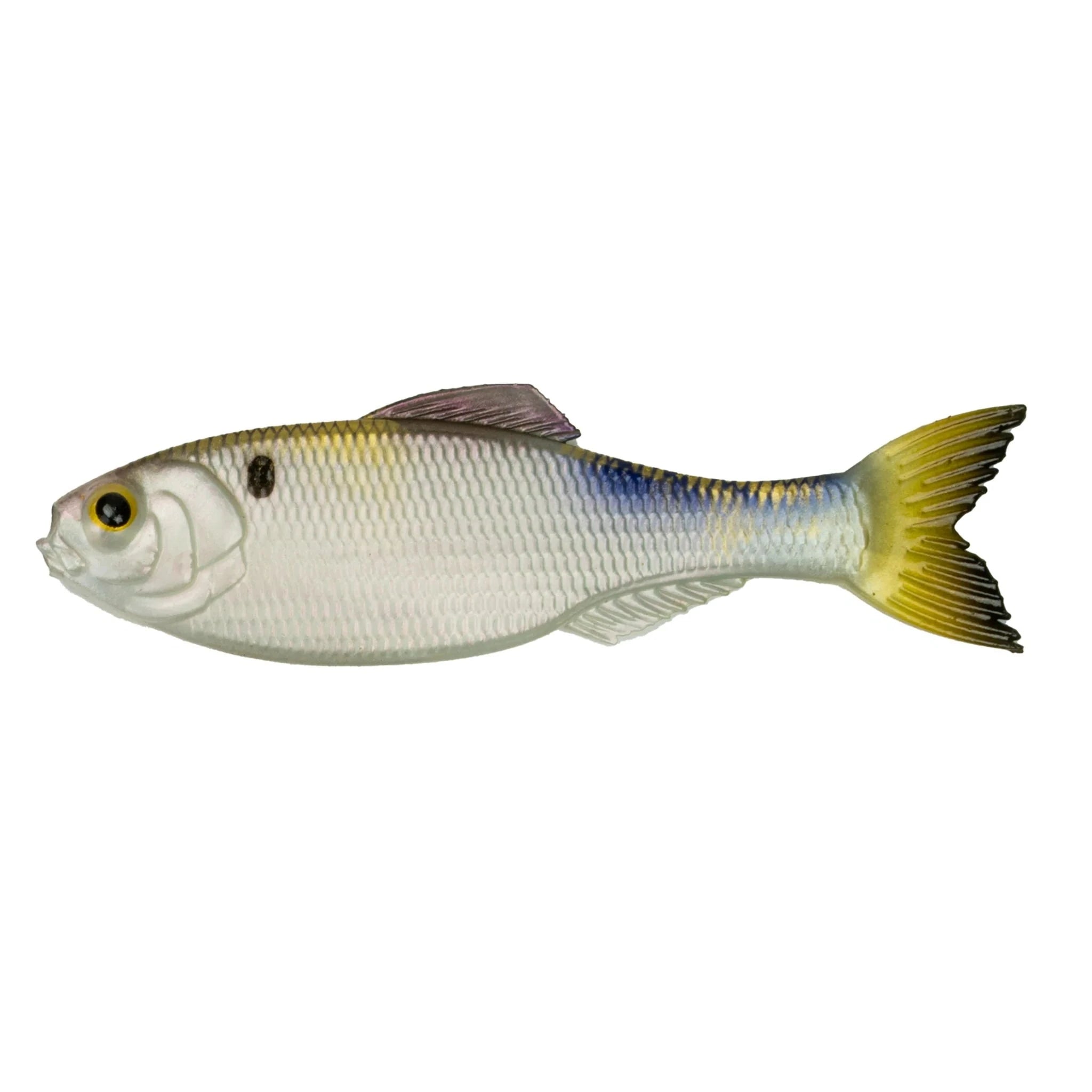 4k Shad