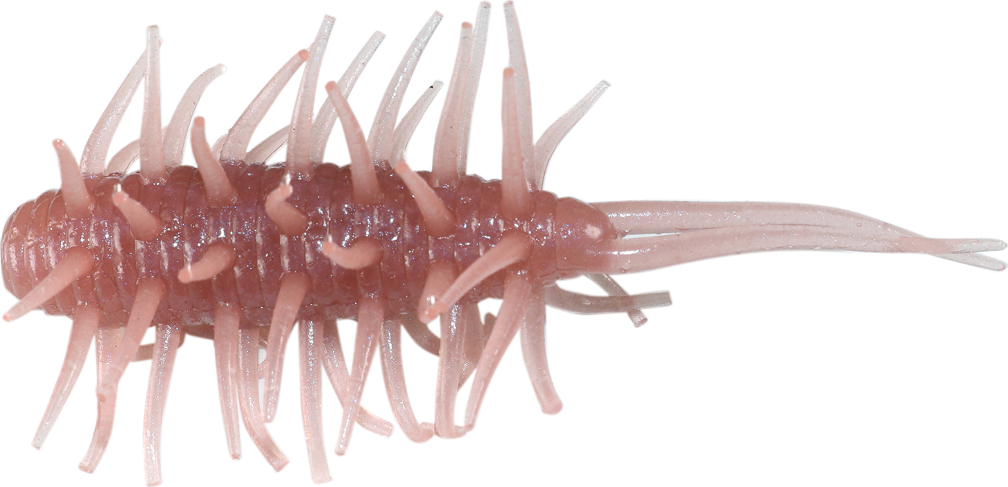 Crevettes Hideup Coike