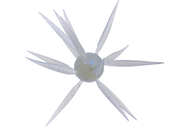 Hideup Coike Fish L Elastomer