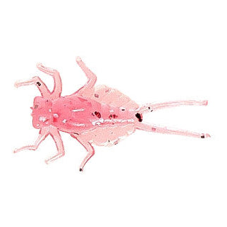 Nikko Dappy Mayfly