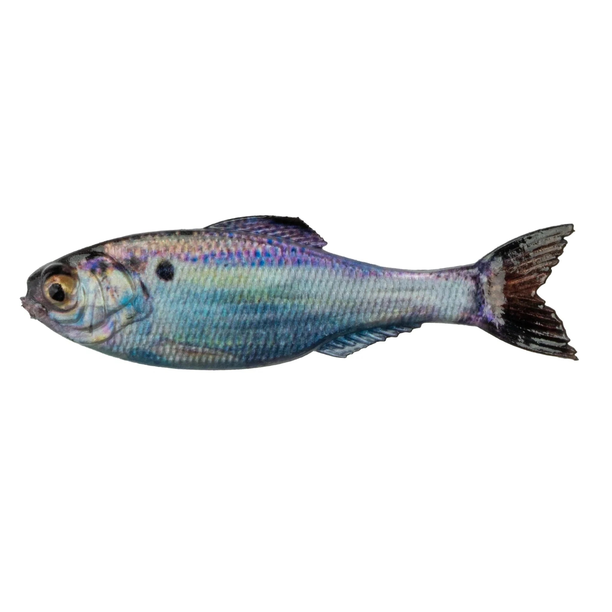 Live Gizzard Shad