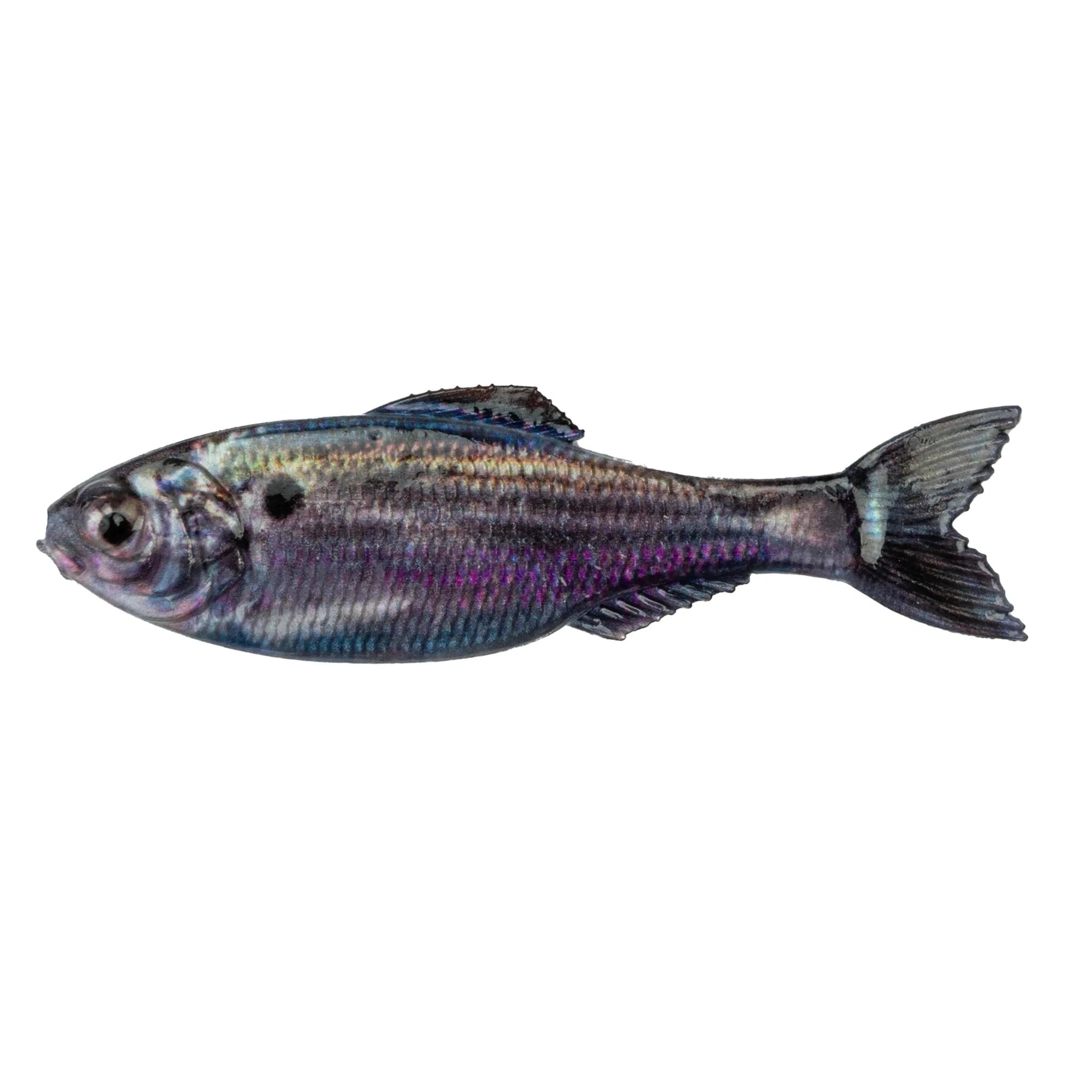 Live Threadfin Shad