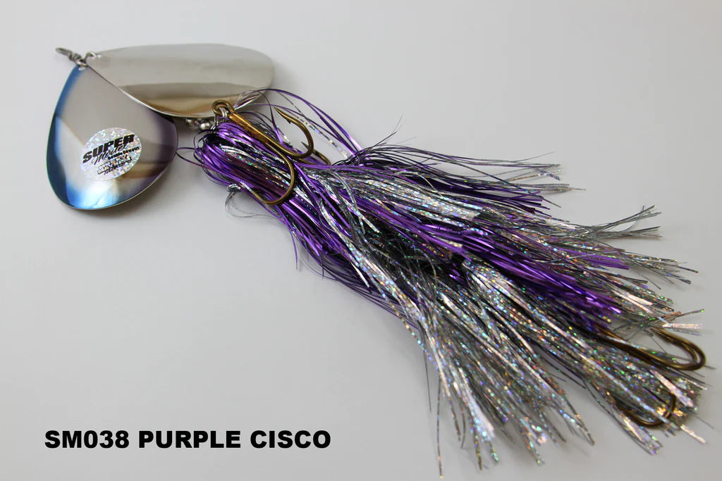 Purple Cisco