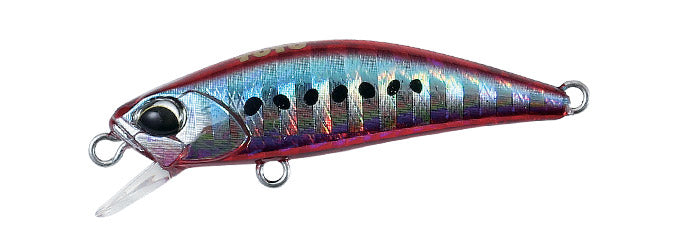 Red Sardine - GHA0335