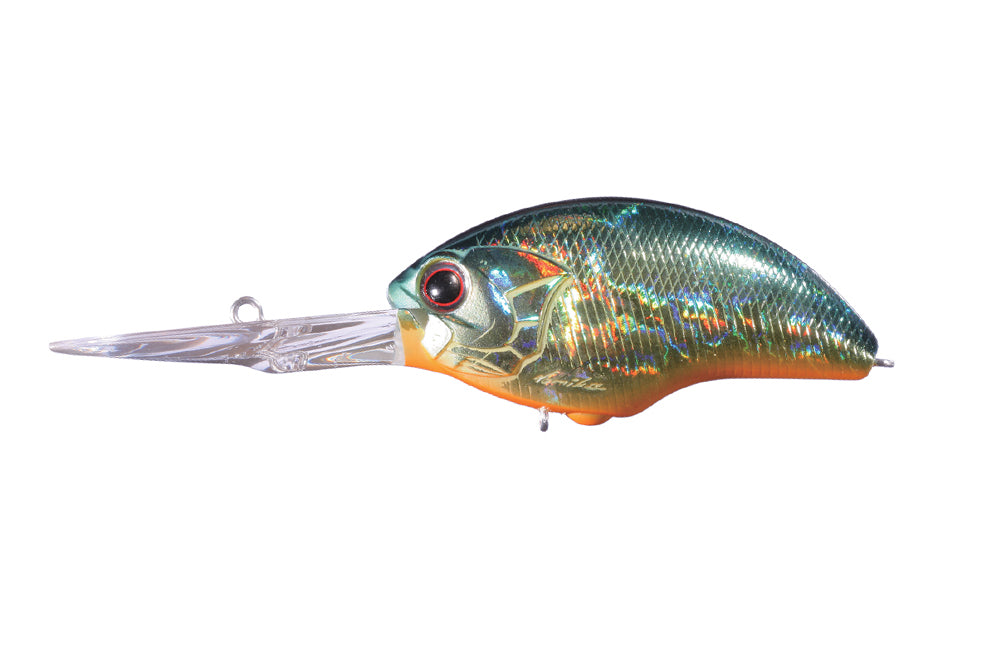 American Sunfish - H03