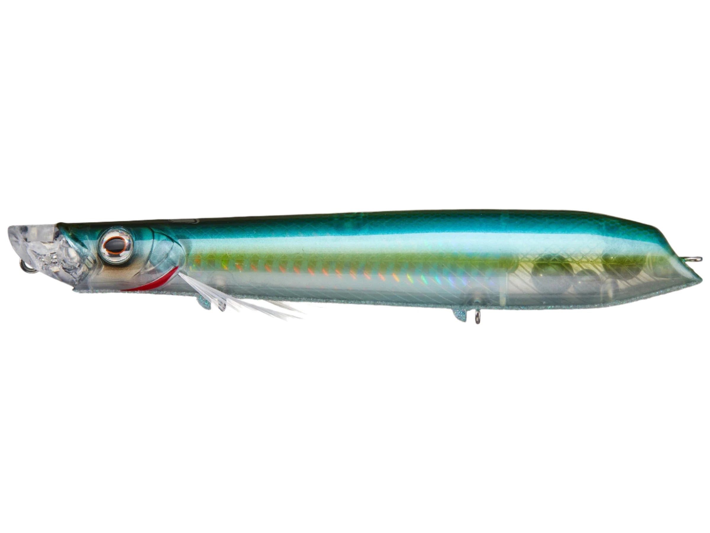 Threadfin Shad #006