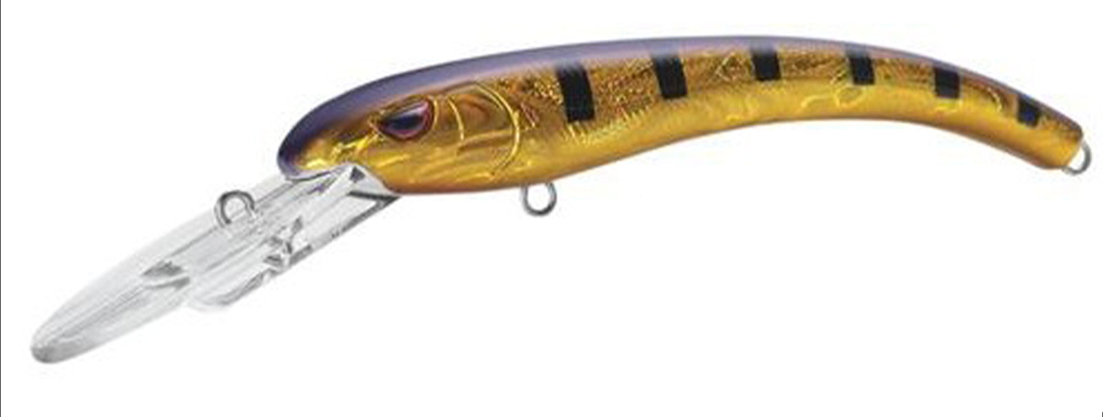 Gold Purple Perch