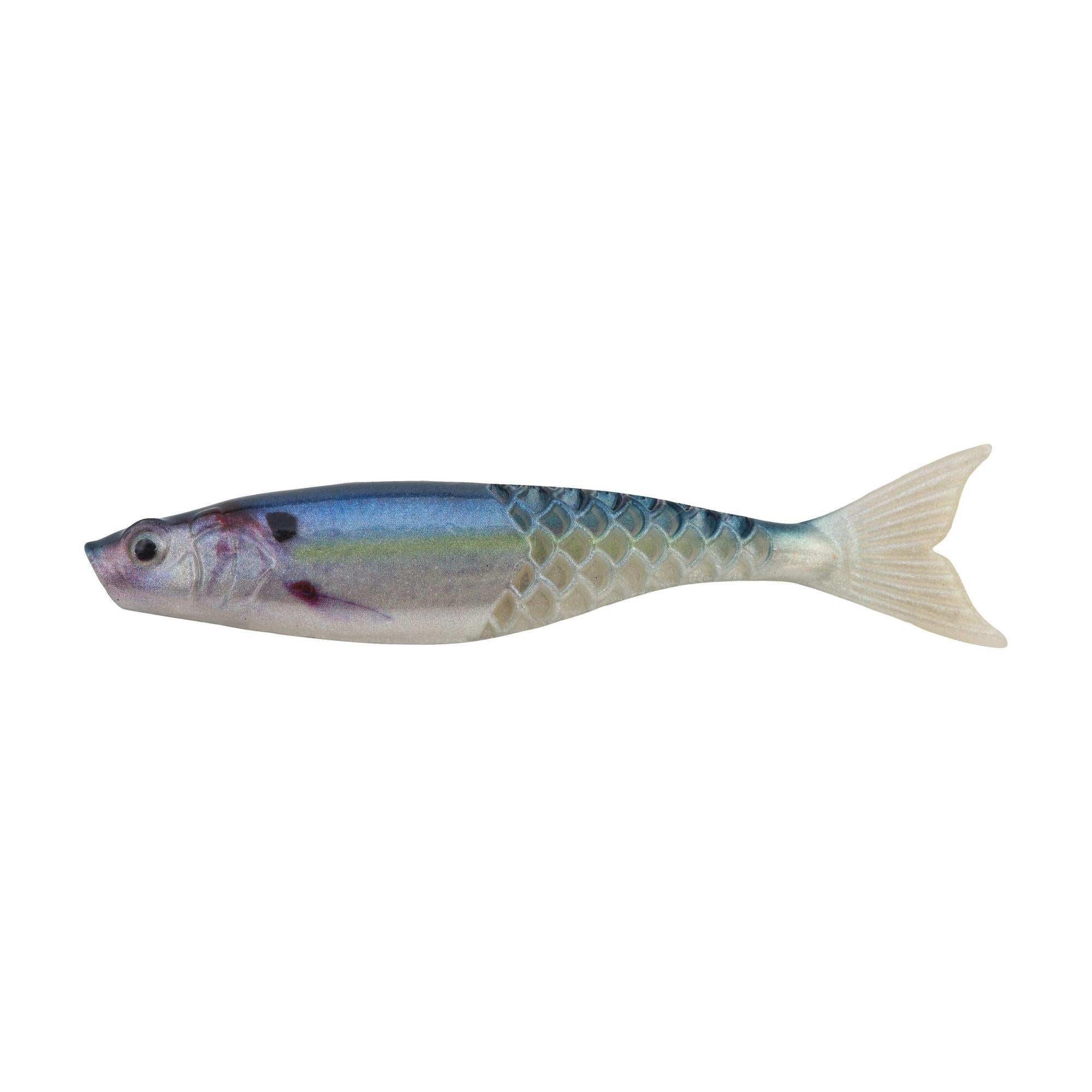 HD Gizzard Shad