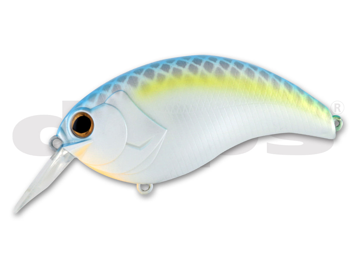 Sexy Shad #07