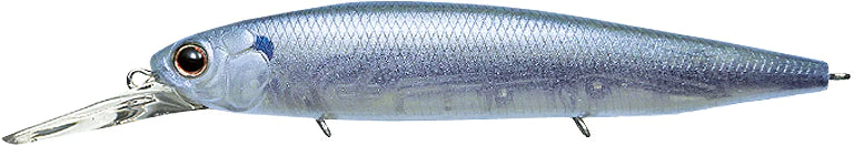 Striped Shad