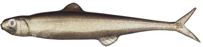 Trick Shad - #57
