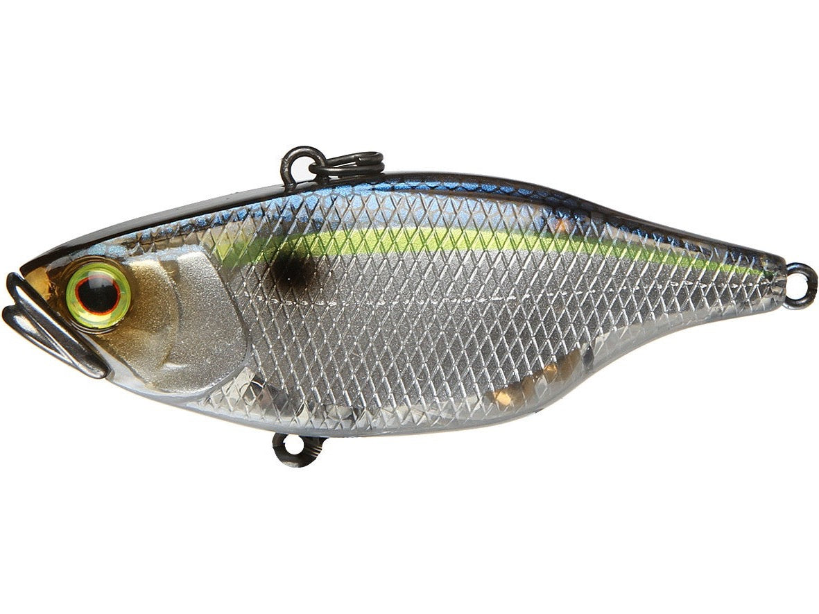 SG Threadfin Shad